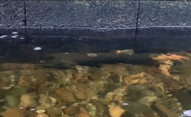 Shallow pond with colorful rocks visible beneath clear water along a dark stone embankment.