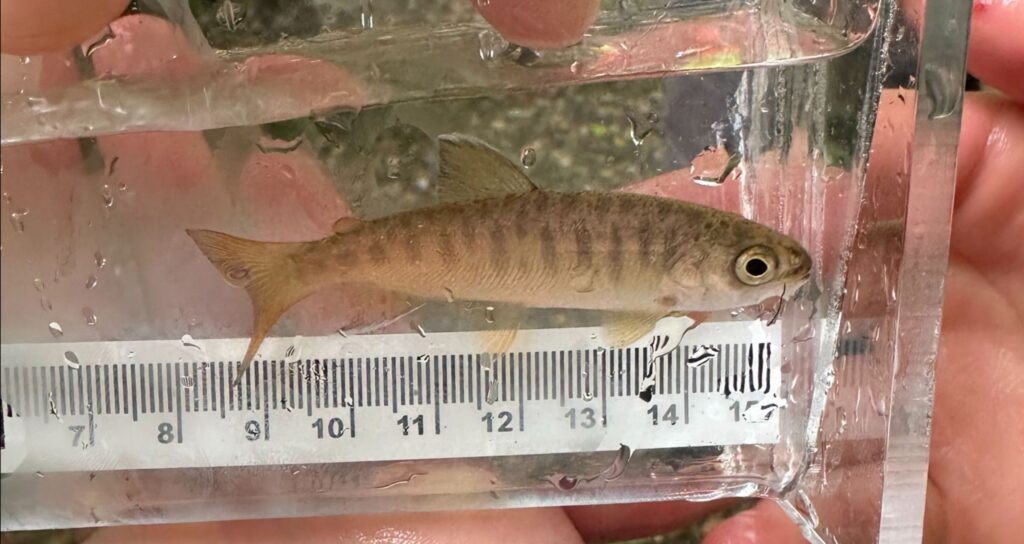 Small striped fish in a clear plastic measuring tray, placed beside a ruler showing about 12–14 cm in length.