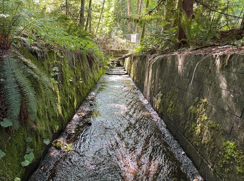 Narrow mossy canal flanked by concrete walls in a forest, water flowing between them.
