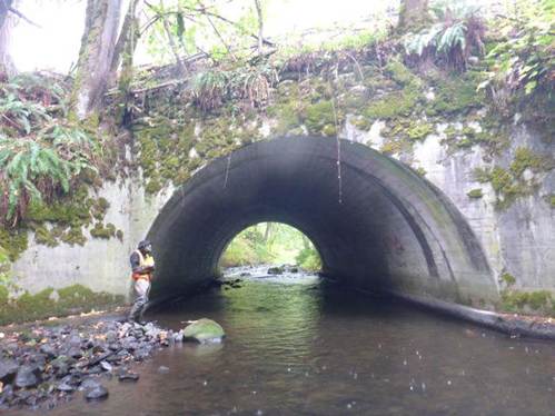 Newaukum Creek arch culvert in King County, Washington, a high-velocity barrier to migrating salmon